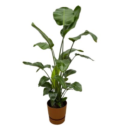 Strelitzia Nicolai inclusief elho Greenville Round bruin - 160cm - Ø30