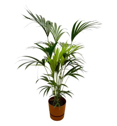 Kentia palm inclusief elho Greenville Round bruin - 160cm - Ø24