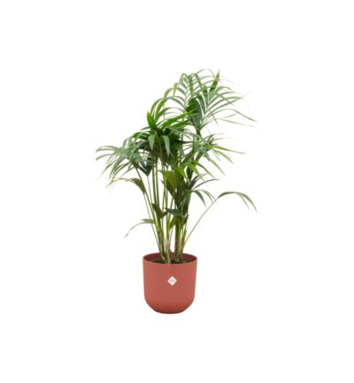 Combi deal - Kentia palm inclusief elho Jazz Round rood Ø26 - 130 cm