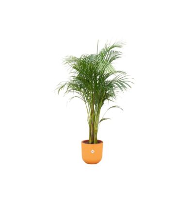 Combi deal - Areca palm inclusief elho Jazz Round geel Ø26 - 140 cm