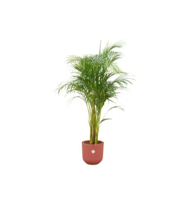 Combi deal - Areca palm inclusief elho Jazz Round rood Ø26 - 140 cm