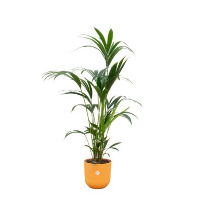 Combi deal - Kentia palm inclusief elho Jazz Round geel Ø26 - 160 cm