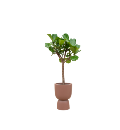 Ficus Lyrata boom ↕210 cm - Vioolbladplant in Elho Pure Coupe bruin Ø41 cm