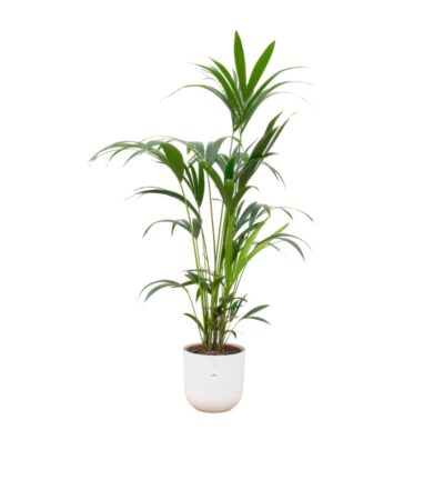 Combi deal - Kentia palm inclusief elho Jazz Round wit Ø26 - 160 cm