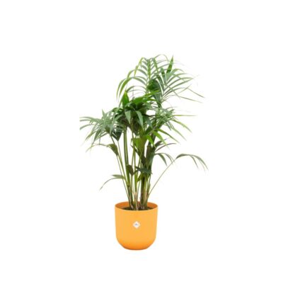 Combi deal - Kentia palm inclusief elho Jazz Round geel Ø26 - 130 cm