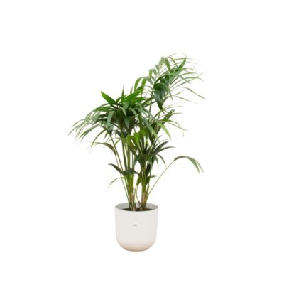 Combi deal - Kentia palm inclusief elho Jazz Round wit Ø26 - 130 cm