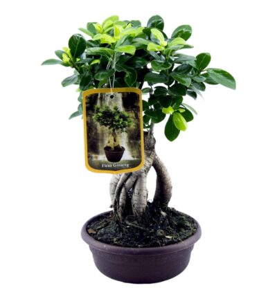 Ficus Microcarpa Ginseng - 30 cm - Ø17cm