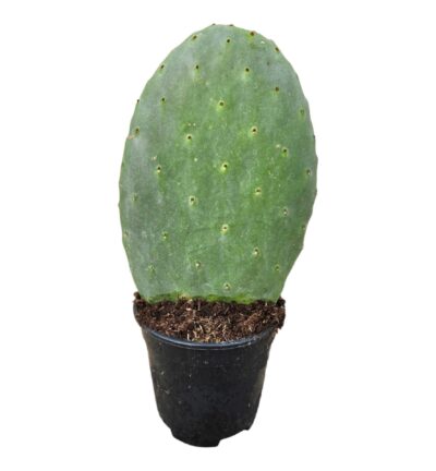 Opuntia Cactus - 40 cm - Ø17cm