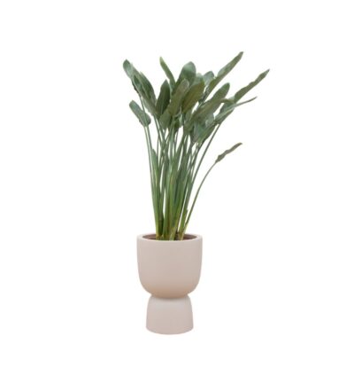 Combi deal - Strelitzia Reginae inclusief elho Pure Coupe beige Ø41 - 190 cm