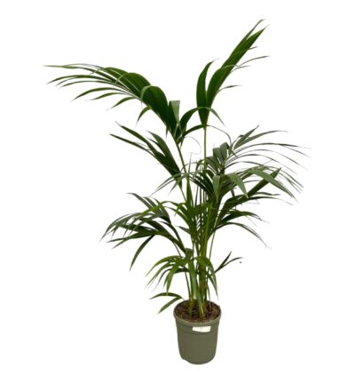 Kentia Palm - 130 cm - Ø21cm