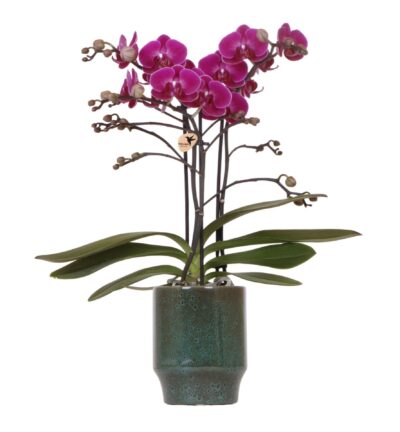 Kolibri Orchids | Paarse phalaenopsis orchidee - Morelia Classy green- potmaat Ø9cm | bloeiende kamerplant - vers van de kweker
