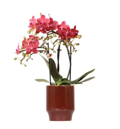 Kolibri Orchids | rode Phalaenopsis orchidee - Congo + Classy red- potmaat Ø9cm | bloeiende kamerplant - vers van de kweker