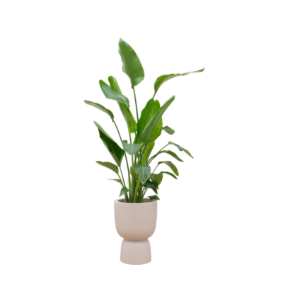 Combi deal - Strelitzia Nicolai inclusief elho Pure Coupe beige Ø35 - 200 cm