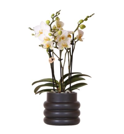 Kolibri Orchids | Witte phalaenopsis orchidee - Lausanne + Bubble pot black- potmaat Ø9cm | bloeiende kamerplant - vers van de kweker