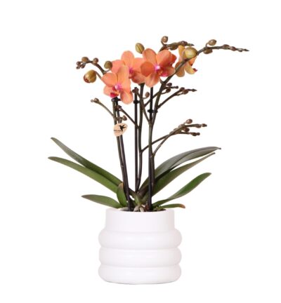 Kolibri Orchids | Oranje Phalaenopsis orchidee - Mineral Bolzano + Bubble pot white - potmaat Ø9cm | bloeiende kamerplant - vers van de kweker