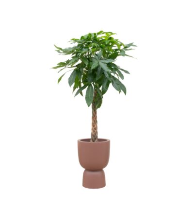 Combi deal - Pachira Aquatica inclusief elho Pure Coupe bruin Ø41 - 210 cm
