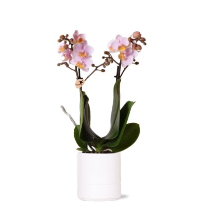 Kolibri Orchids | Roze phalaenopsis orchidee - Andorra + Pastel pot white - potmaat Ø9cm | bloeiende kamerplant - vers van de kweker