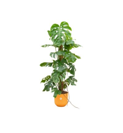Combi deal - Monstera Pertusum XL inclusief elho Jazz Round geel Ø26 - 120 cm