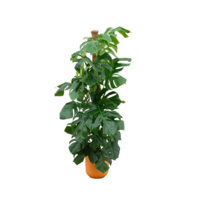 Combi deal - Monstera Pertusum XL inclusief elho Jazz Round geel Ø26 - 150 cm