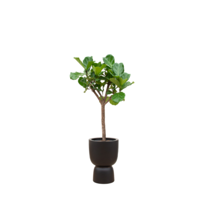 Ficus Lyrata boom ↕210 cm - Vioolbladplant in Elho Pure Coupe zwart Ø41 cm