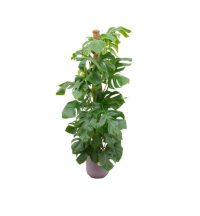 Combi deal - Monstera Pertusum XL inclusief elho Jazz Round lila Ø26 - 150 cm