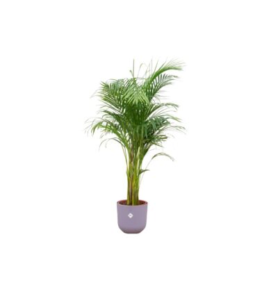 Combi deal - Areca palm inclusief elho Jazz Round lila Ø26 - 140 cm