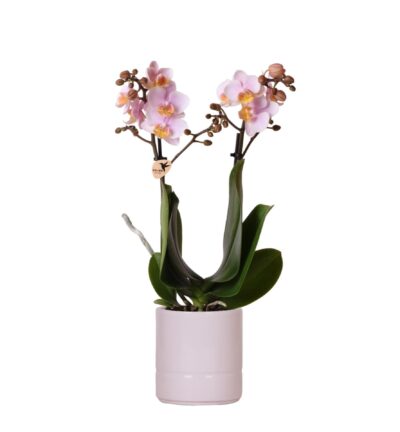 Kolibri Orchids | Roze phalaenopsis orchidee - Andorra + Pastel pot pink - potmaat Ø9cm | bloeiende kamerplant - vers van de kweker
