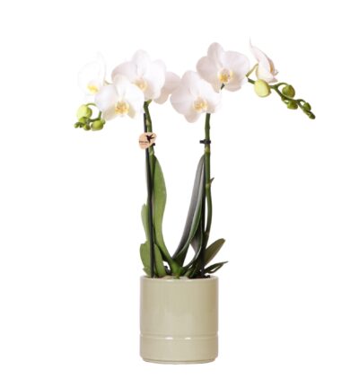 Kolibri Orchids | witte Phalaenopsis orchidee - Amabilis + Pastel pot green- potmaat Ø9cm | bloeiende kamerplant - vers van de kweker
