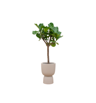 Ficus Lyrata boom ↕210 cm - Vioolbladplant in Elho Pure Coupe beige Ø41 cm