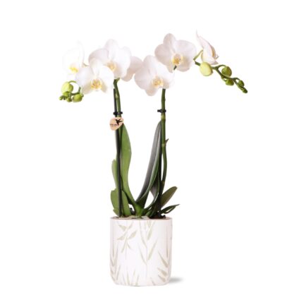 Kolibri Orchids | witte Phalaenopsis orchidee - Amabilis + Leaf pot green - potmaat Ø9cm | bloeiende kamerplant - vers van de kweker