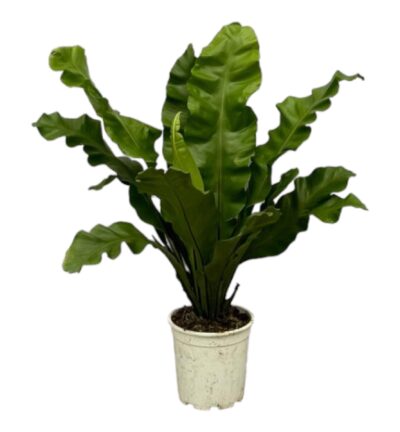 Asplenium Nidum - 80 cm - Ø21cm