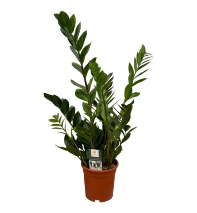 Zamioculcas - 75 cm - Ø17cm