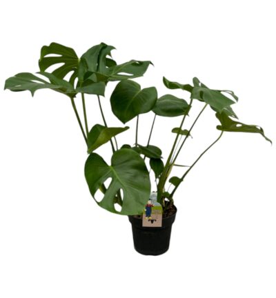 Monstera Deliciosa - 75 cm - 21cm
