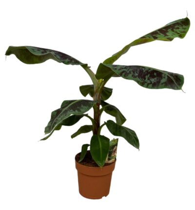 Musa - 80 cm - Ø21cm