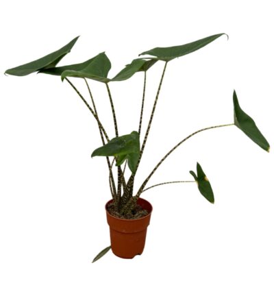 Alocasia Zebrina ↕80 cm - Olifantsoor