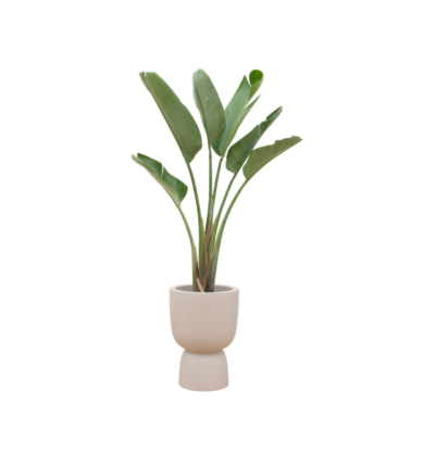 Combi deal - Strelitzia Augusta inclusief elho Pure Coupe beige Ø41 - 210 cm