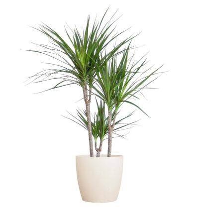 Dracaena Marginata met Viber wit - 95cm - Ø21