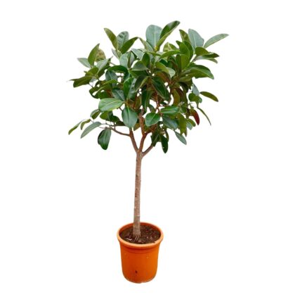 Ficus Elastica Robusta op stam - 210cm - ø40