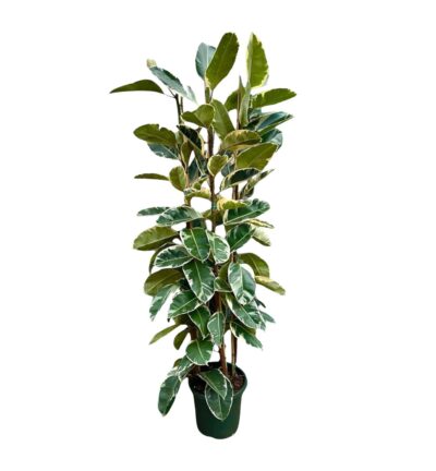 Ficus Elastica Tineke struik - 225cm - ø40