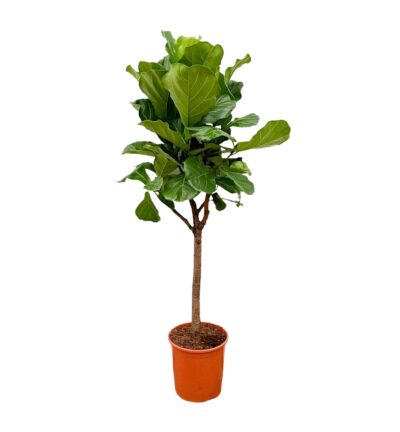 Ficus Lyrata boom - 180cm - ⌀30