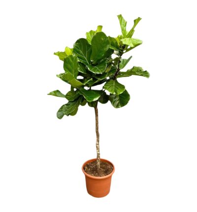 Ficus Lyrata boom XXL - 210 cm - ø40