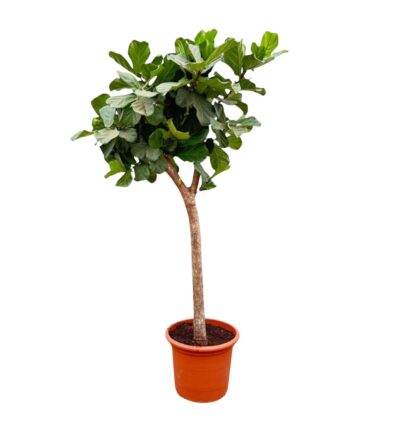 Ficus Lyrata boom ↕230 cm - Vioolbladplant Ø42 cm