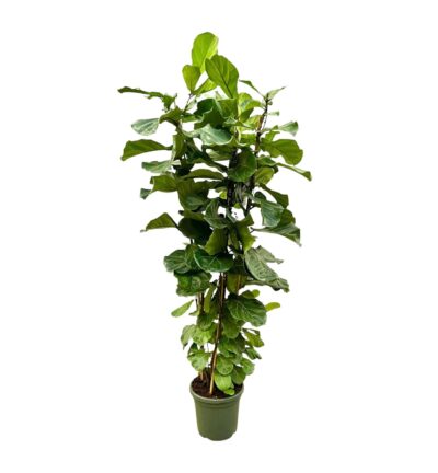 Ficus Lyrata struik ↕200 cm - Vioolbladplant Ø40 cm