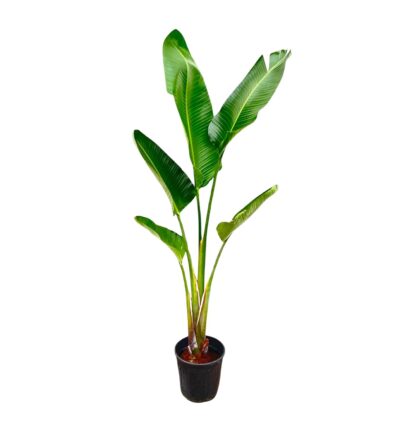 Strelitzia Augusta - 210cm - ⌀30