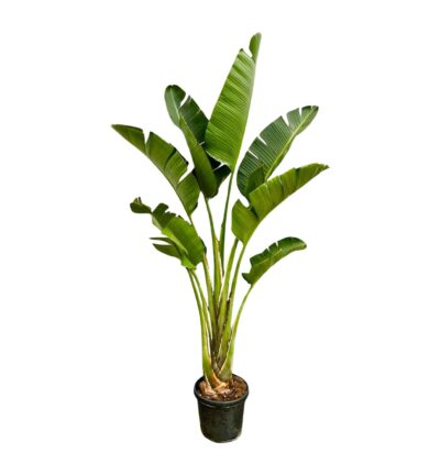 Strelitzia Augusta - 250cm - ⌀45