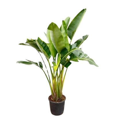 Strelitzia Augusta multi stam - 200cm - ø30