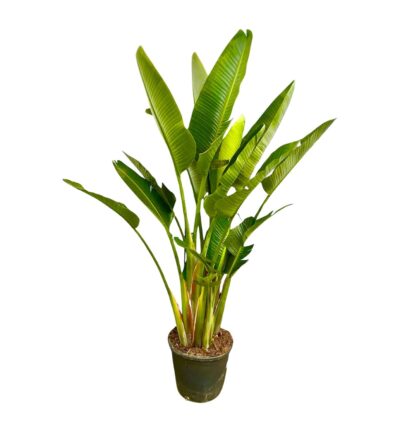 Strelitzia Augusta multi stam XXL - 225 cm - ø40