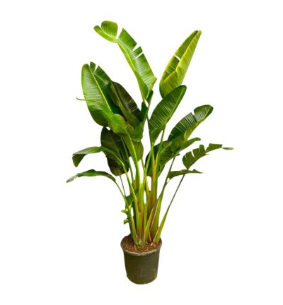 Strelitzia Augusta multi stam XXL - 250 cm - ø50