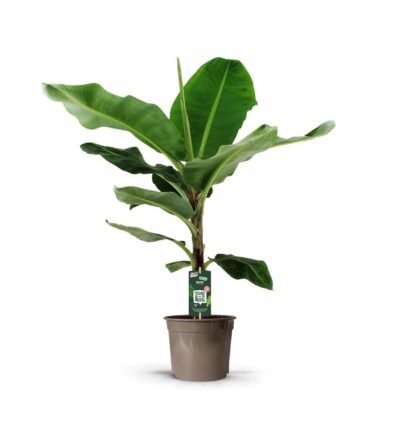 Bananenplant (Musa) - 140 cm - Ø27cm