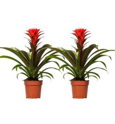 Guzmania Hope - 2 stuks - Ø12cm - ↕40cm
